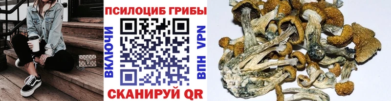 где можно купить наркотик  Скопин  дарк нет наркотические препараты  Псилоцибиновые грибы GOLDEN TEACHER 